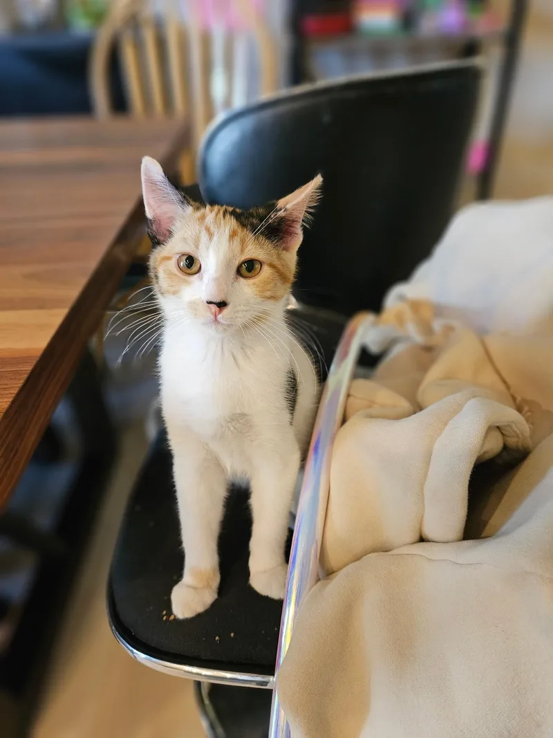 A baby small-sized female Domestic Short Hair cat named Peanut for adoption in Twin Falls, ID