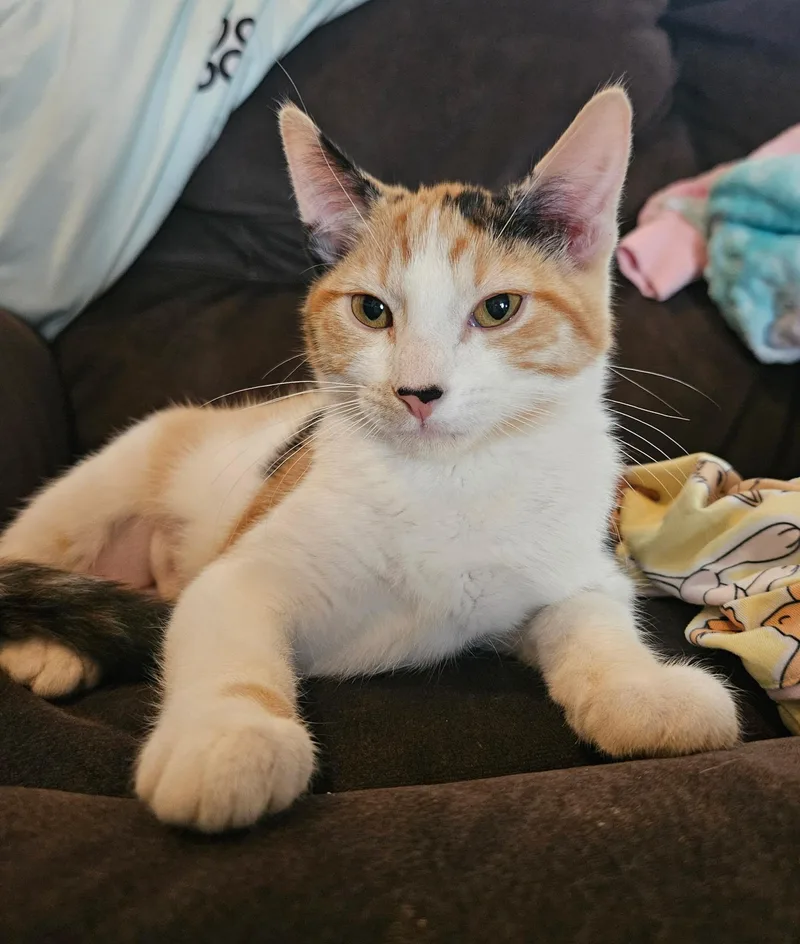 Peanut thumbnail 2