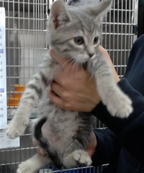 A baby medium-sized male Domestic Short Hair cat named Darwin for adoption in Salinas, CA