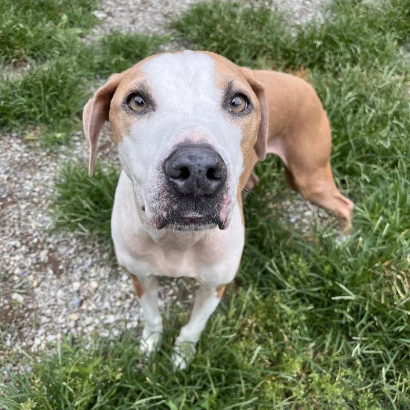 A senior medium-sized male Brown / Chocolate Mixed Breed dog named Hooper for adoption in Fairport, NY
