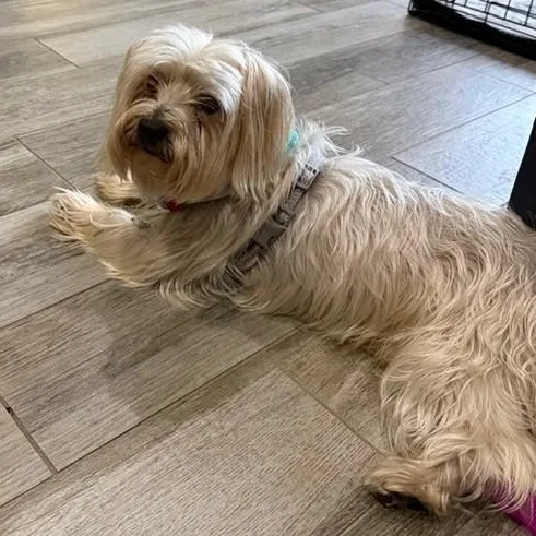 A young small-sized male White / Cream Maltese dog named Gucci for adoption in Boca Raton, FL