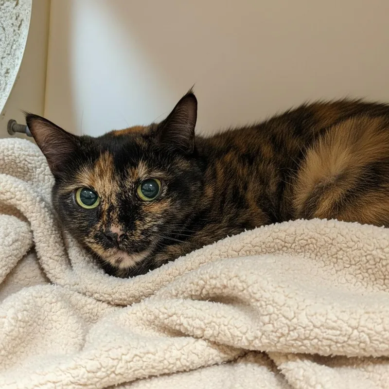 An adult medium-sized female Tortoiseshell Domestic Short Hair cat named Jessie for adoption in Elyria, OH