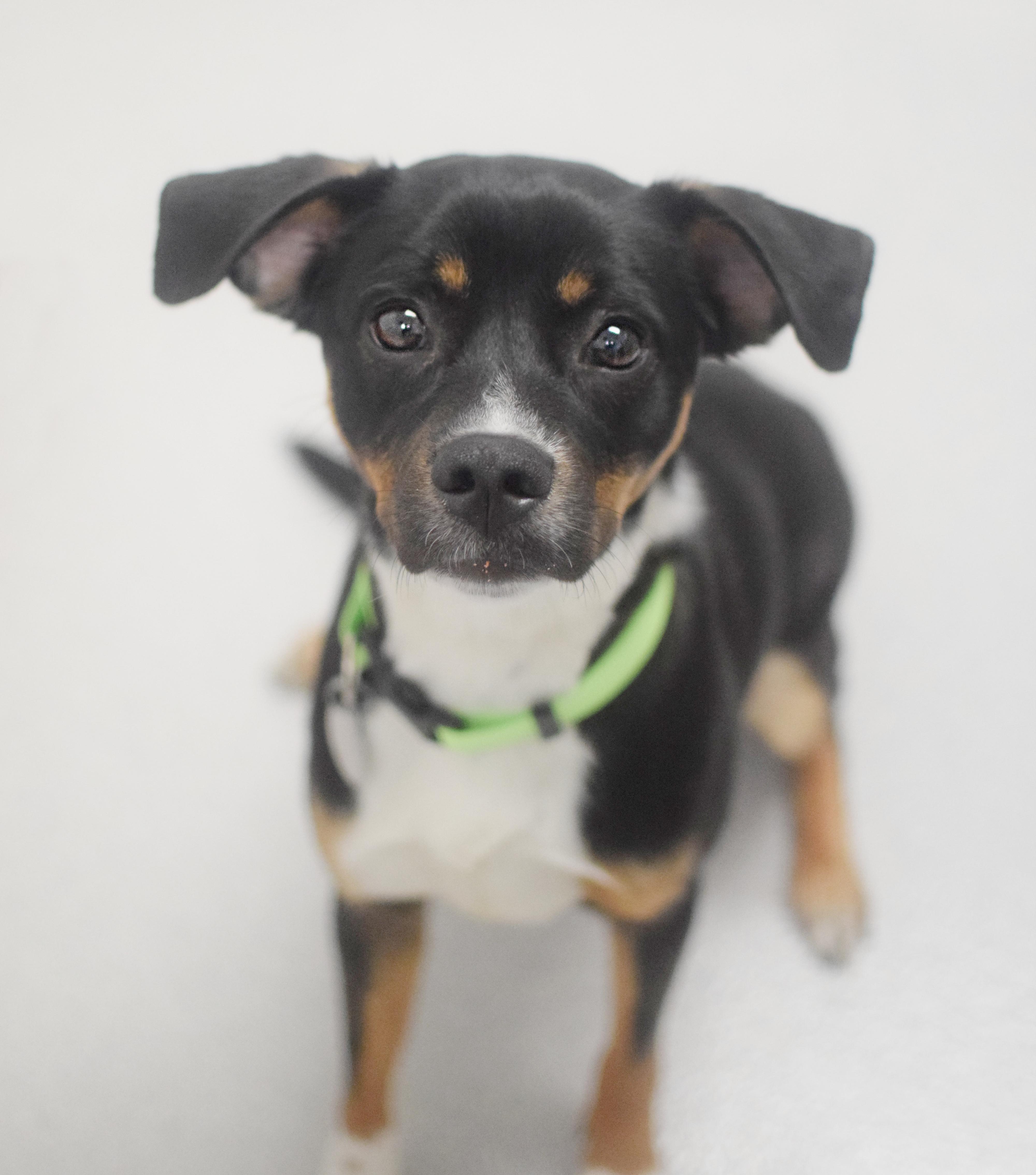 An adult medium-sized male Tricolor (Brown, Black, & White) Beagle dog named Santiago for adoption in Pontiac, MI