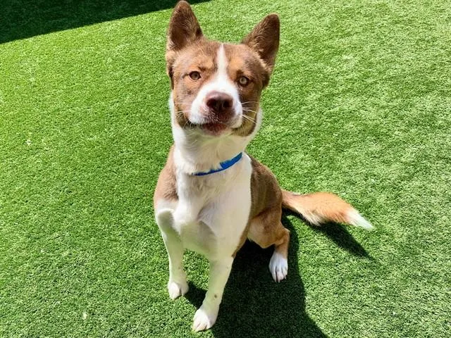 A young medium-sized male Brown / Chocolate Siberian Husky dog named Urgent Save Me Please for adoption in San Marcos, CA