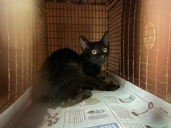 A baby small-sized female Domestic Short Hair cat named Sally for adoption in Austin, TX