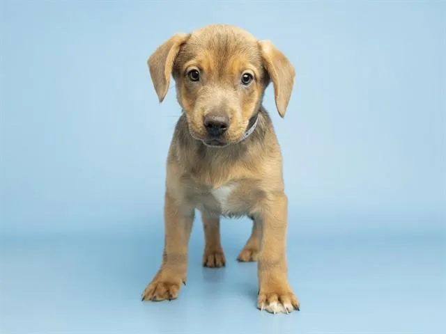 A baby small-sized female Carolina Dog dog named Penelope for adoption in Phoenix, AZ