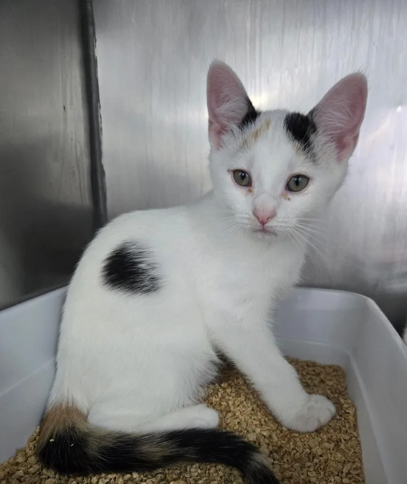 A baby medium-sized female Calico Domestic Short Hair cat named Patsy CLine for adoption in Mount Vernon, OH