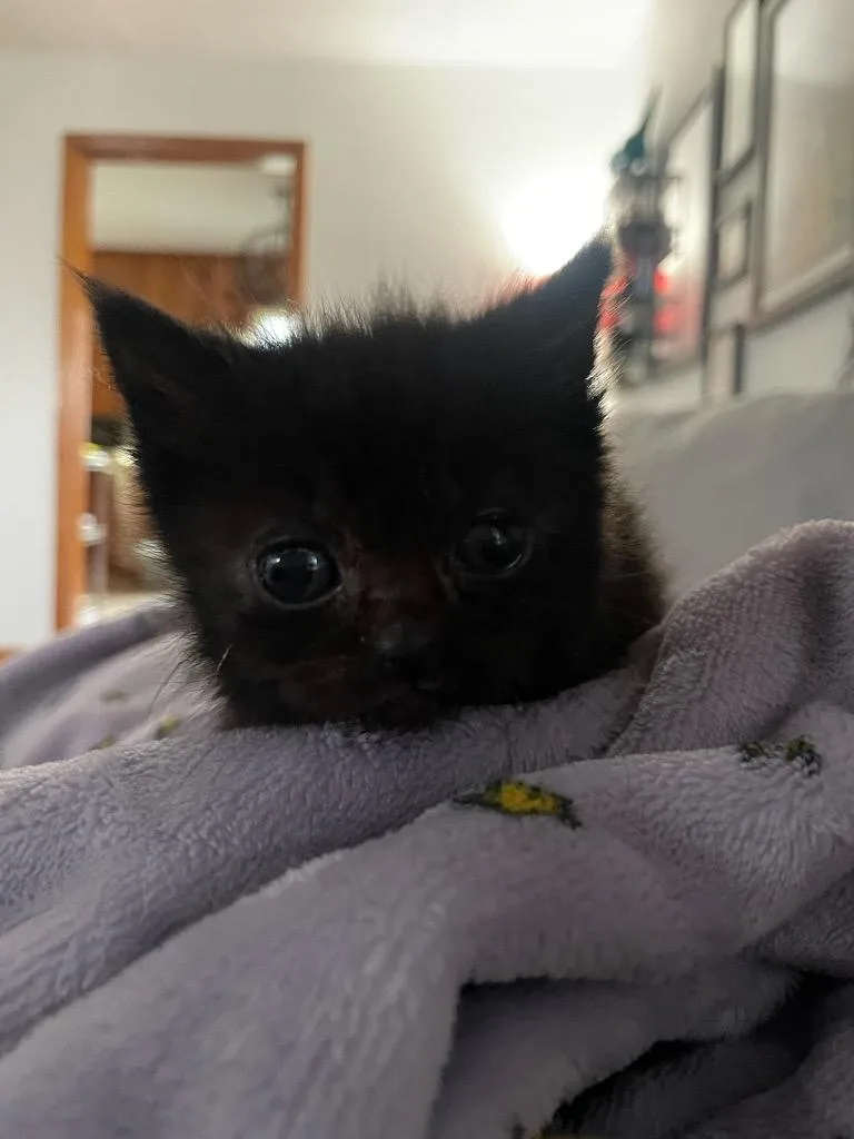 A baby medium-sized female Domestic Short Hair cat named Fern for adoption in Johnson City, TN