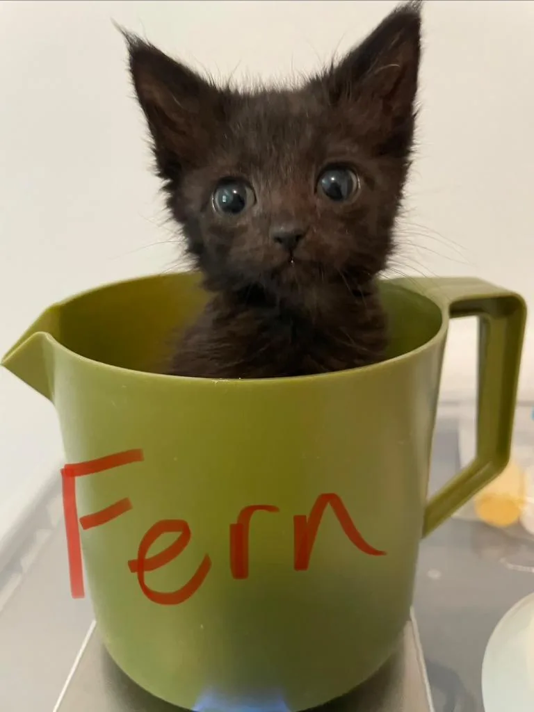 Fern thumbnail 5