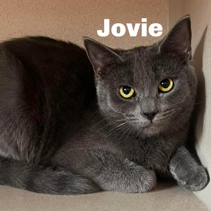 Jovie