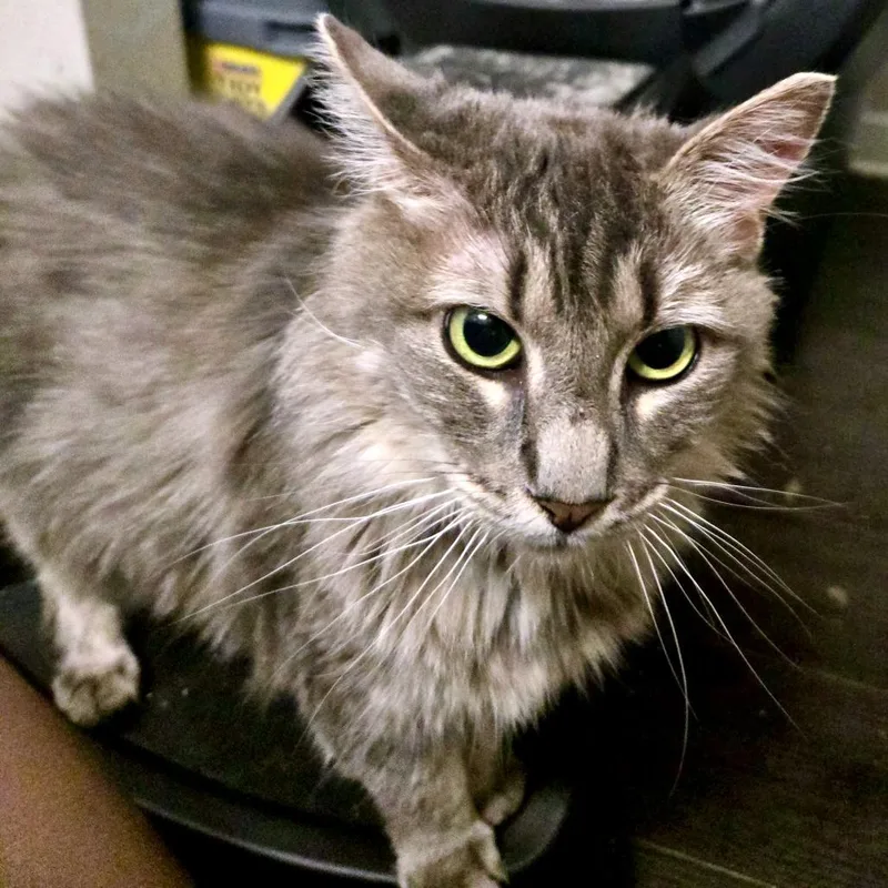 An adult large-sized female Gray / Blue / Silver Domestic Medium Hair cat named Garland for adoption in Austin, TX