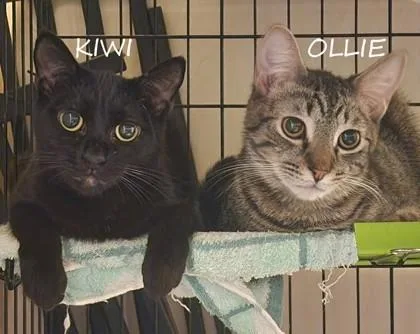 A young small-sized male Tabby (Brown / Chocolate) Domestic Short Hair cat named Ollie for adoption in New York, NY