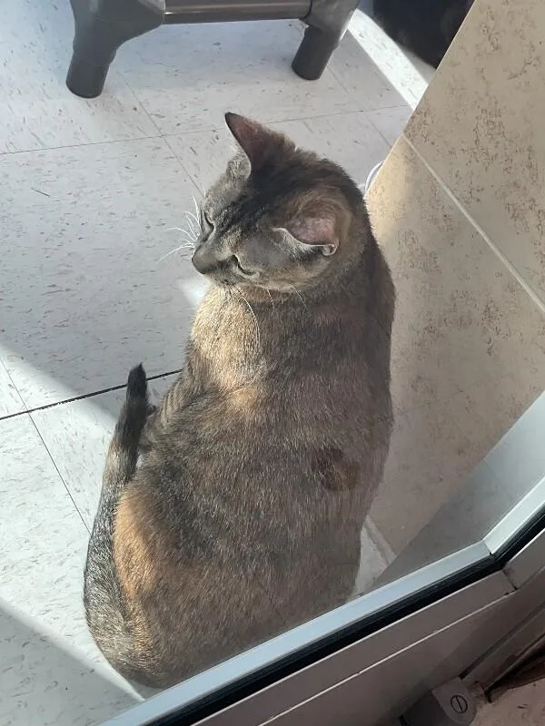 An adult medium-sized female Calico Domestic Short Hair cat named Savannah for adoption in Hobbs, NM