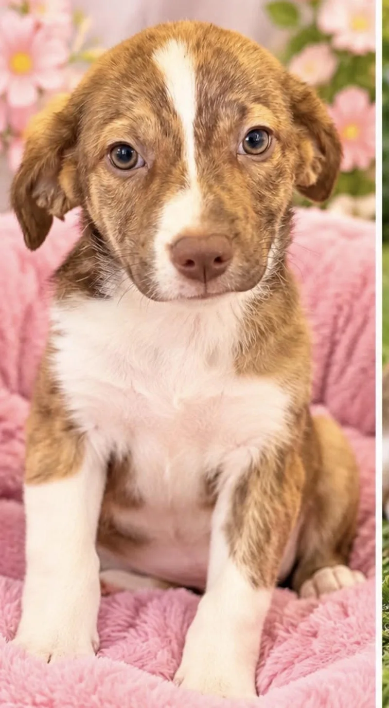 A young medium-sized female Australian Shepherd dog named April for adoption in Margate, FL