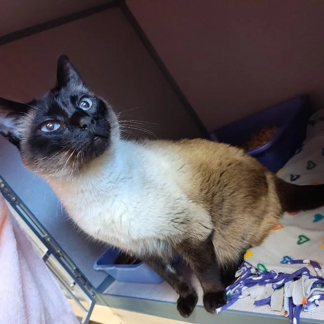 An adult medium-sized female Buff / Tan / Fawn Siamese cat named Queen Charlotte for adoption in Cedar Rapids, IA