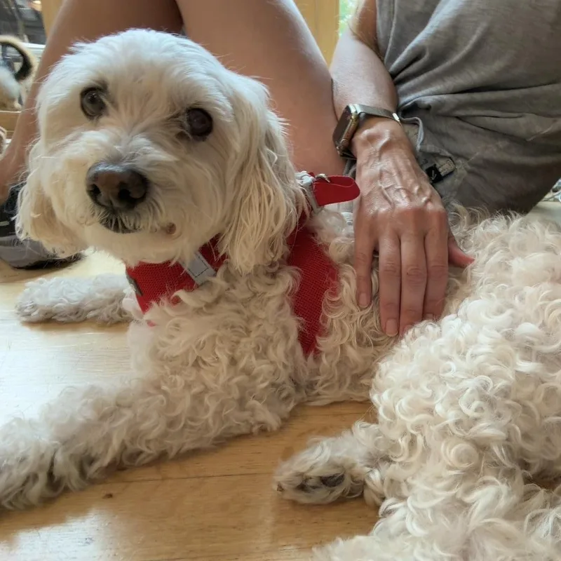 Daisy thumbnail 2