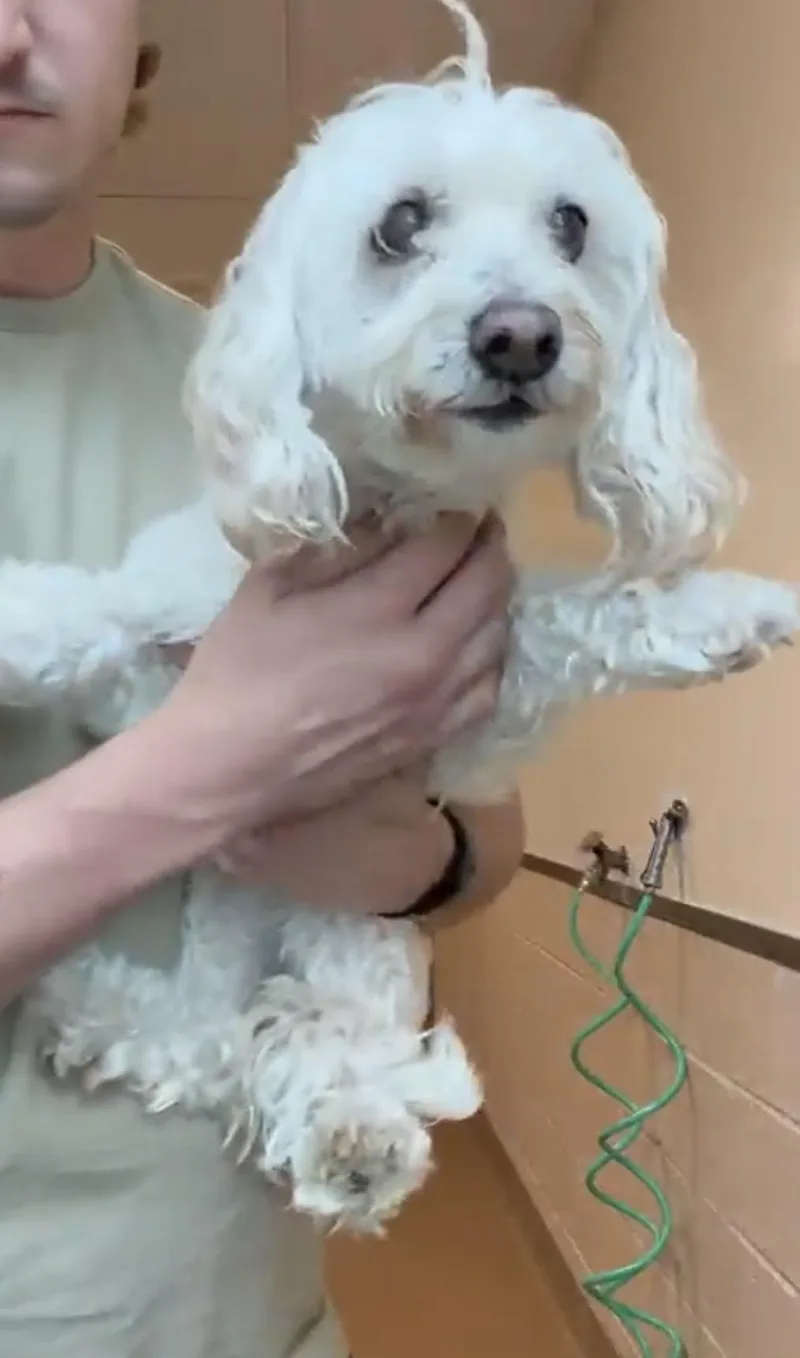 Daisy thumbnail 3