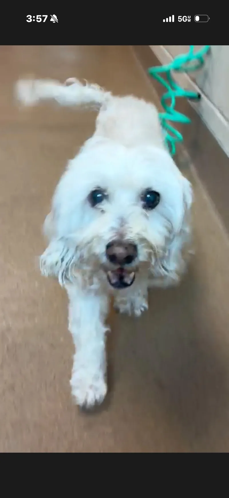 Daisy thumbnail 4