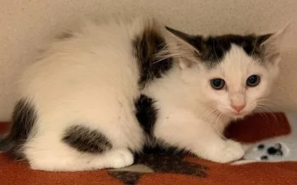 A young small-sized female Domestic Medium Hair cat named Molly for adoption in Bowling Green, KY