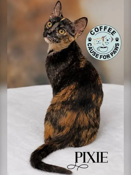 A young small-sized female Tortoiseshell cat named Pixie for adoption in Douglas, GA