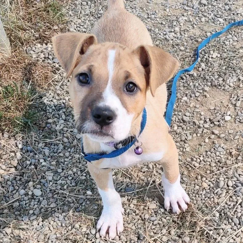 A baby small-sized male Yellow / Tan / Blond / Fawn Pit Bull Terrier dog named Purple for adoption in Columbia Station, OH