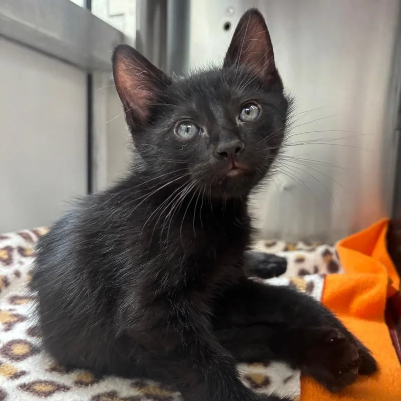 A baby small-sized male Black Domestic Short Hair cat named Leo for adoption in Corpus Christi, TX
