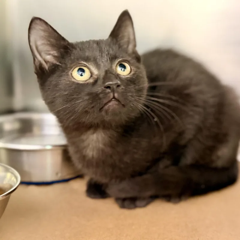 A baby medium-sized male Black Domestic Short Hair cat named Bill for adoption in Jackson, NJ