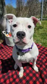 An adult medium-sized female Harlequin Mixed Breed dog named Brezilla for adoption in Manitowoc, WI
