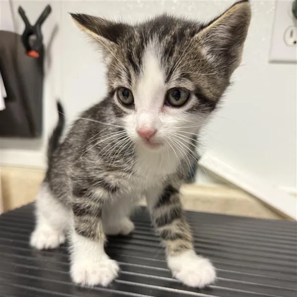 A baby small-sized male White Domestic Medium Hair cat named Zamboni for adoption in Mount Shasta, CA