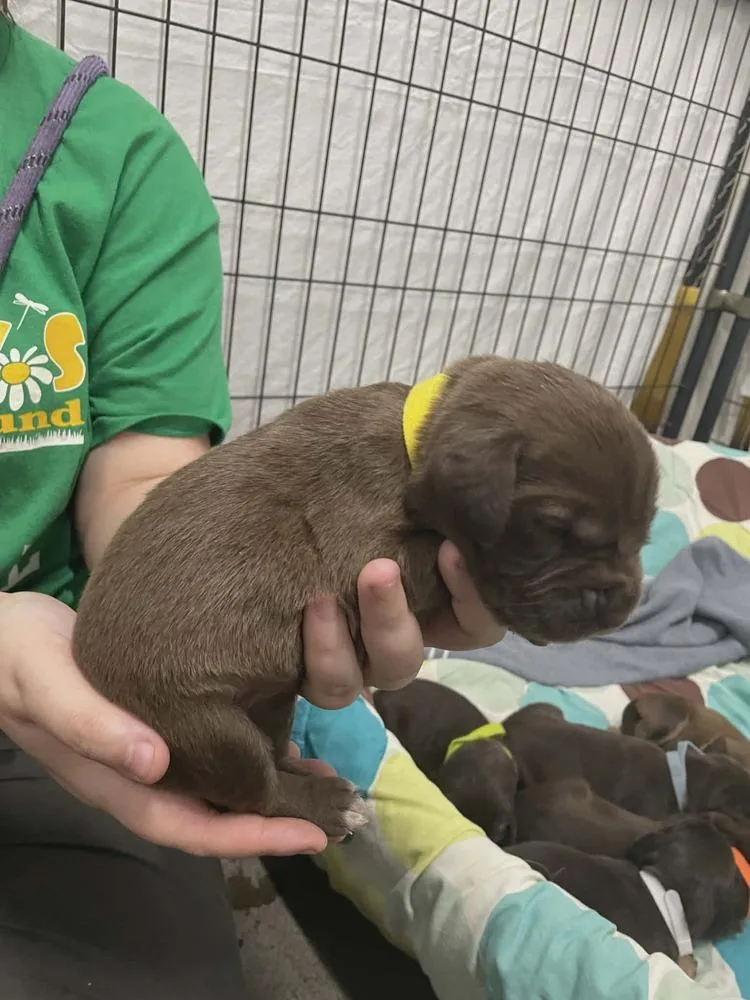 A baby medium-sized female Brown / Chocolate Mixed Breed dog named Estelle for adoption in Evansville, IN
