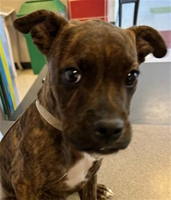 A baby large-sized male Boxer dog named Roadie A for adoption in Plano, TX