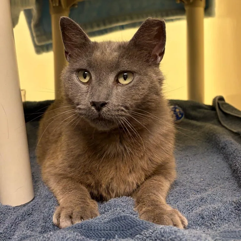 A senior medium-sized male Gray / Blue / Silver Domestic Short Hair cat named Greg for adoption in Harrisonburg, VA