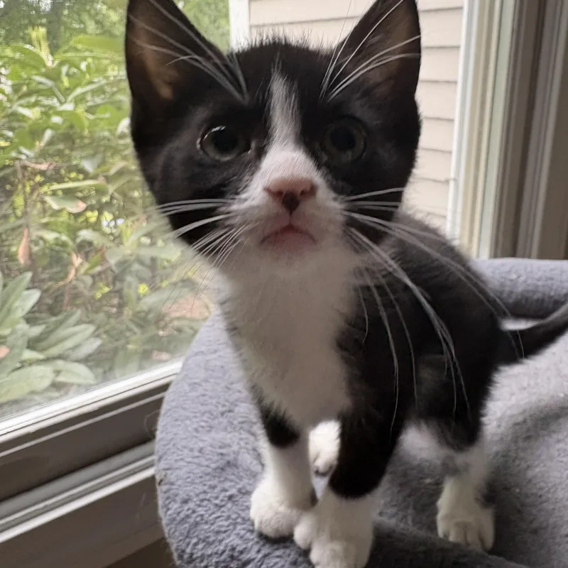 A baby medium-sized female Black & White / Tuxedo Tuxedo cat named Orchid for adoption in North Kingstown, RI