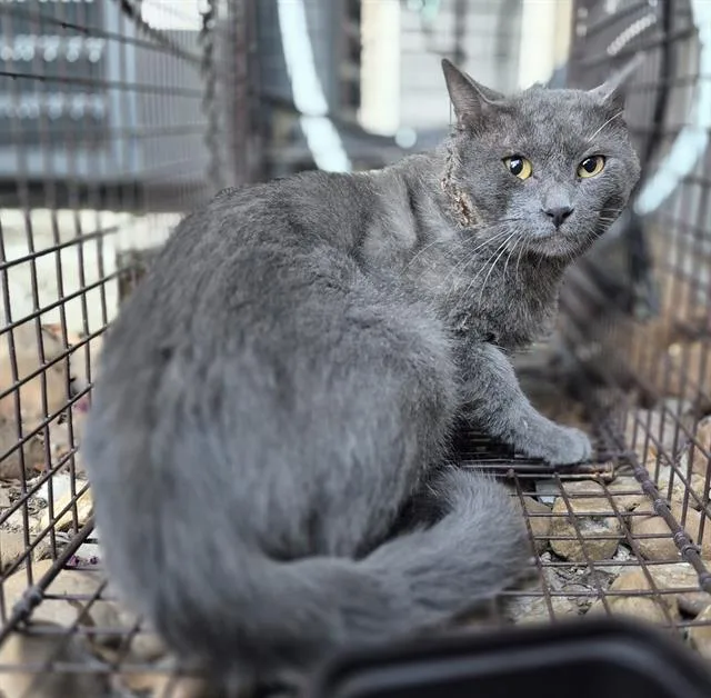 A young small-sized male Domestic Short Hair cat named Cryo for adoption in San Antonio, TX