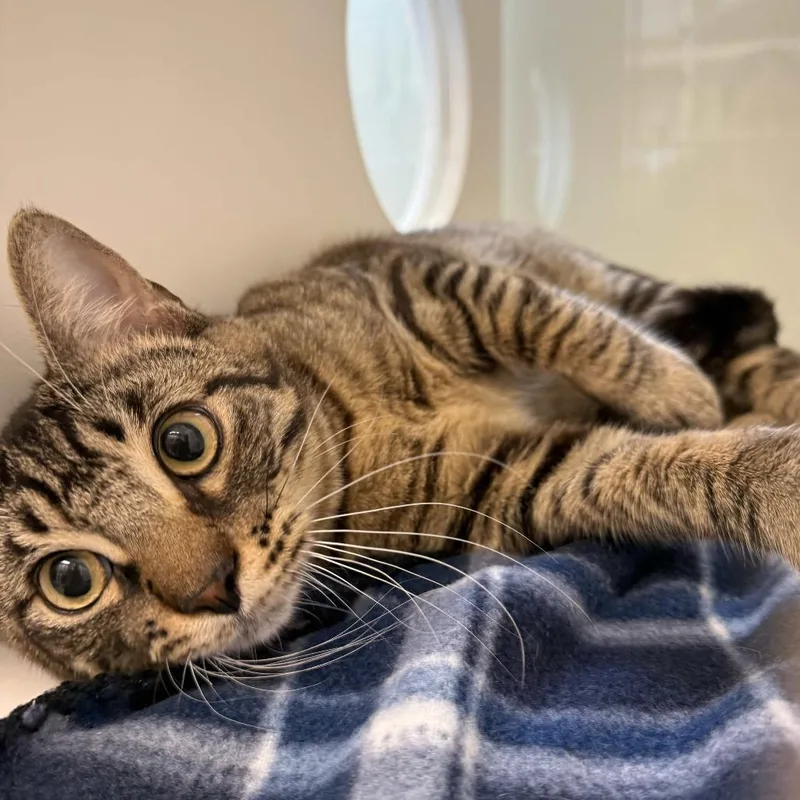 A young medium-sized male Brown / Chocolate Domestic Short Hair cat named Winx for adoption in Beaumont, TX