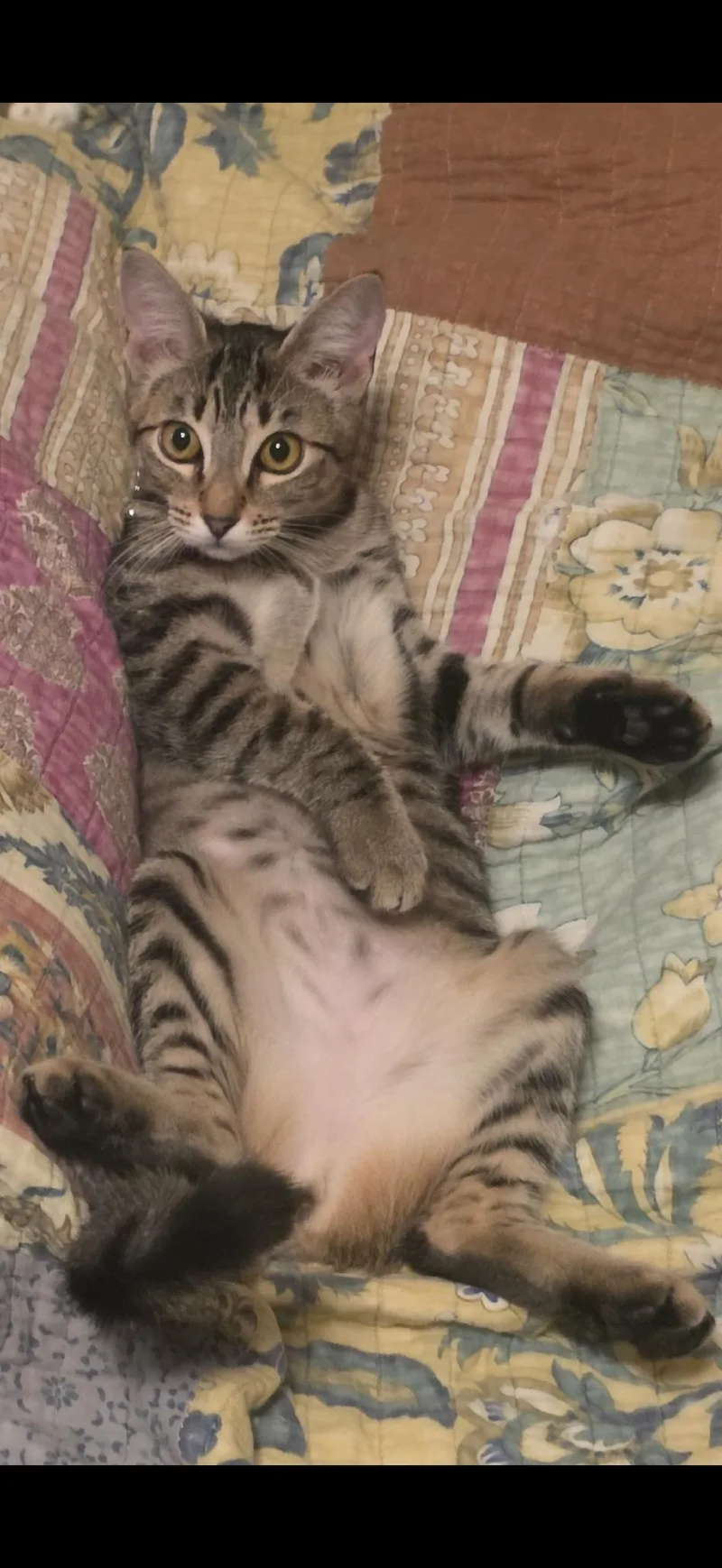 A young medium-sized female Domestic Short Hair cat named Valentina for adoption in Visalia, CA