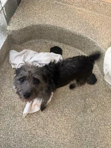An adult small-sized female Schnauzer dog named Riff Raff for adoption in Washington, DC