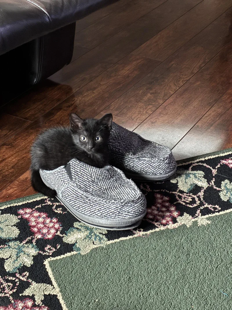 A baby large-sized female American Shorthair cat named Puppy for adoption in Orlando, FL