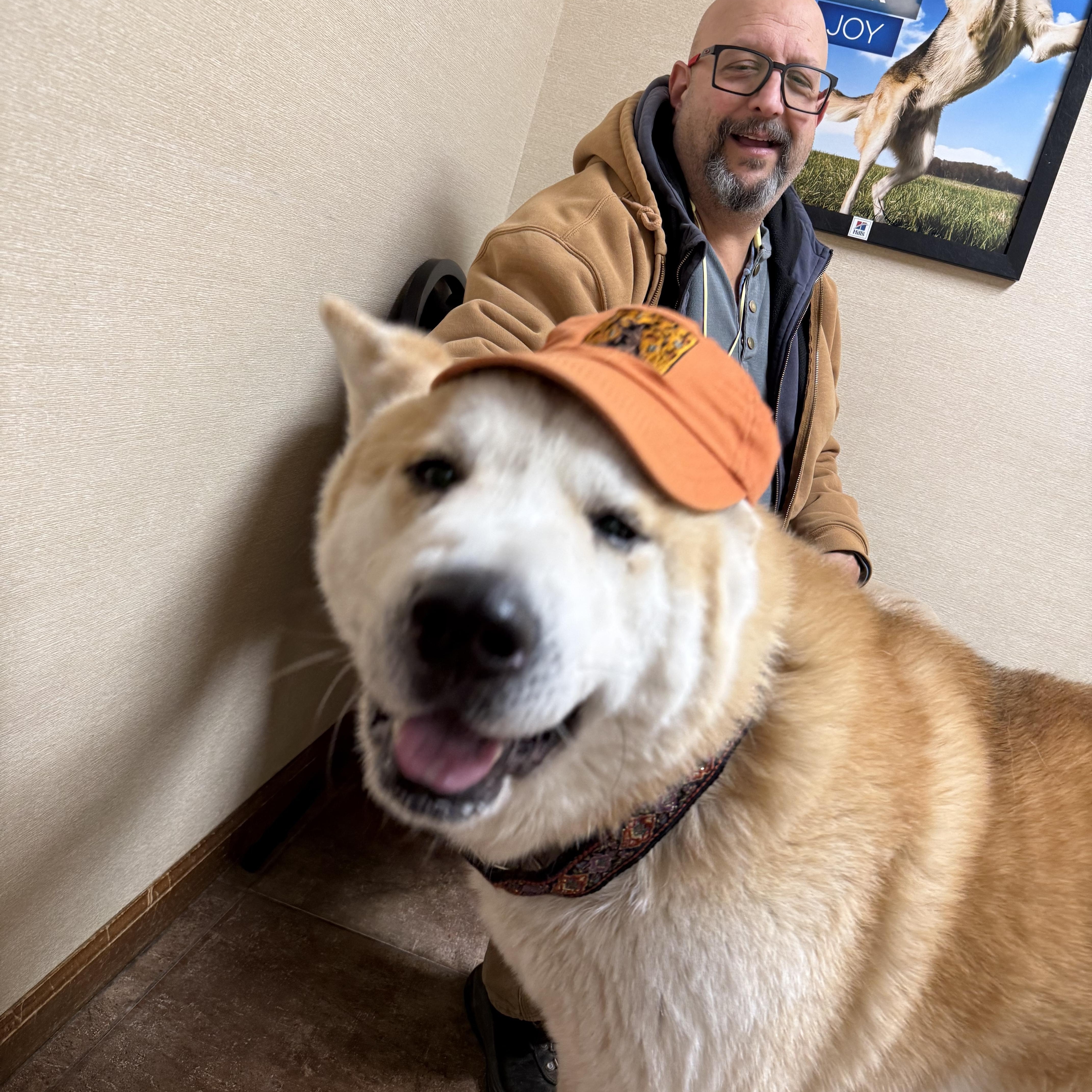 An adult extra large-sized male Red / Chestnut / Orange Akita dog named Wasabi for adoption in Toms River, NJ