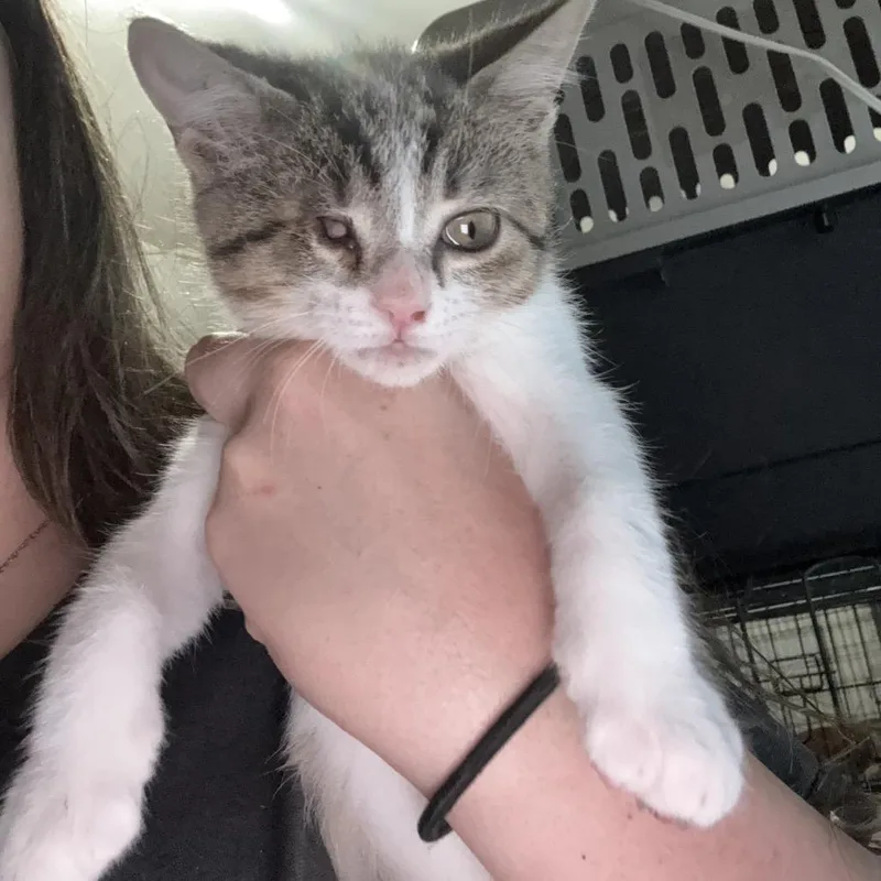 A baby small-sized male White Domestic Short Hair cat named Wink for adoption in New York, NY