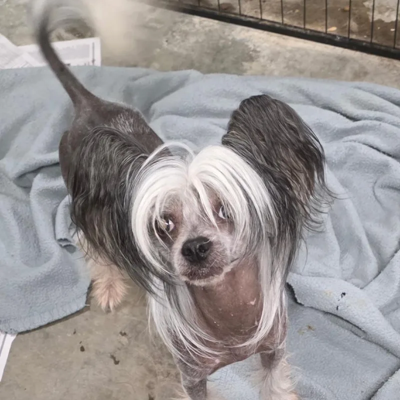 An adult small-sized male Gray / Blue / Silver Chinese Crested Dog dog named Bodhi for adoption in Fairfax Station, VA