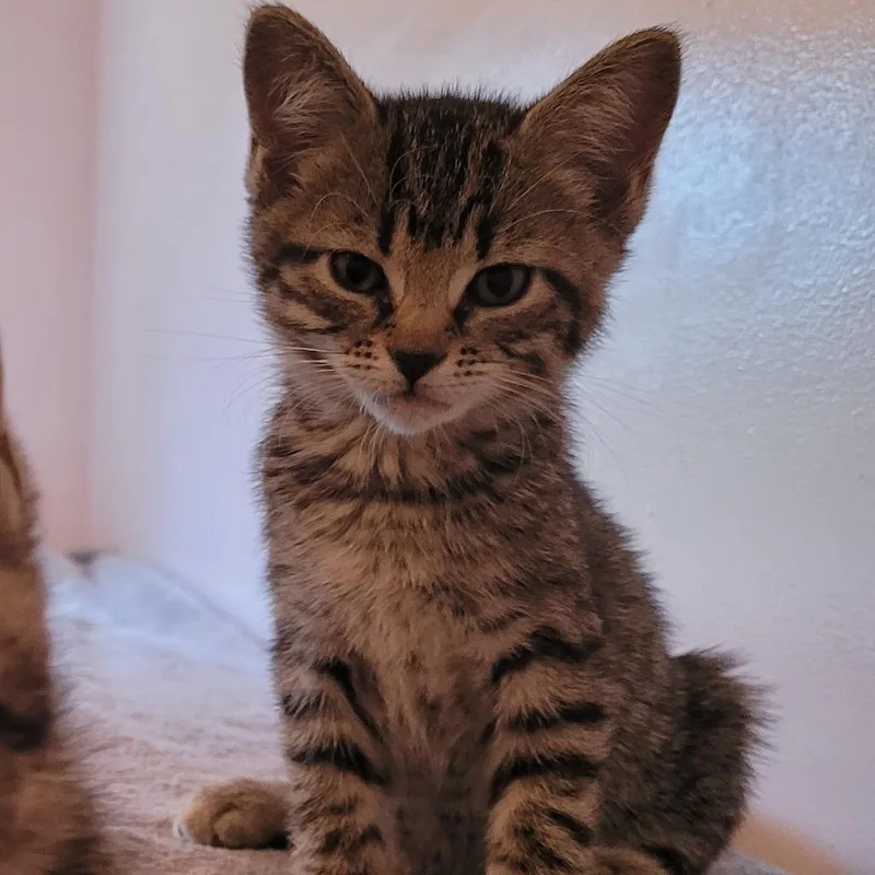 A baby medium-sized female Brown / Chocolate Domestic Short Hair cat named Ramona for adoption in Edwardsville, IL
