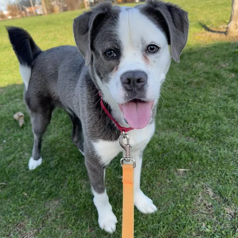 A young medium-sized female White / Cream Mixed Breed dog named Sastrugi for adoption in Pittsburgh, PA