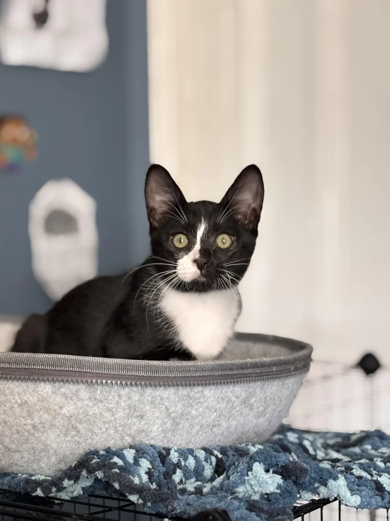 A baby medium-sized male Black & White / Tuxedo Domestic Short Hair cat named Steve Rogers for adoption in Vacaville, CA
