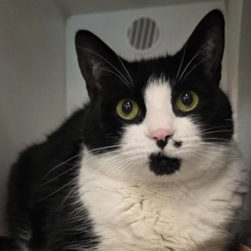An adult large-sized male Black Domestic Short Hair cat named Miko for adoption in Voorhees, NJ