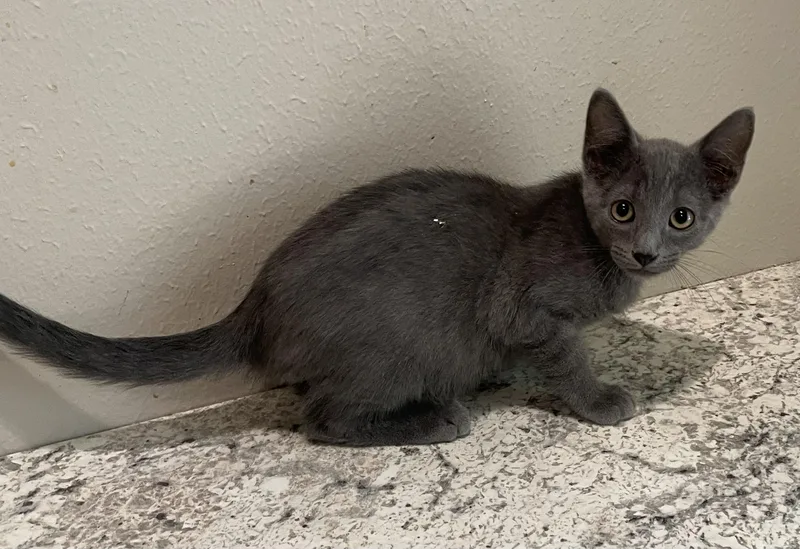 A baby medium-sized male Gray / Blue / Silver Russian Blue cat named WilsonPortofino PetSmart for adoption in Spring, TX