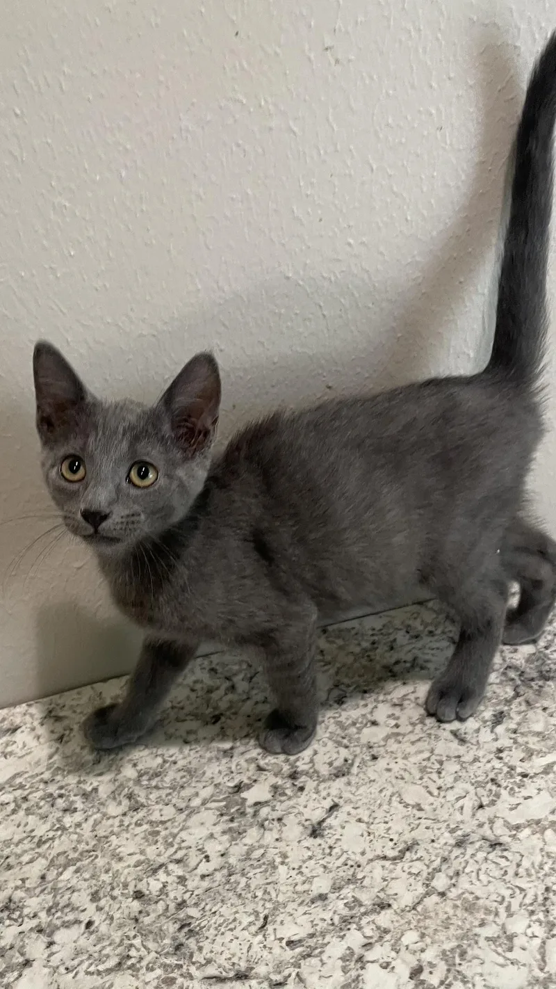 WilsonPortofino PetSmart thumbnail 2
