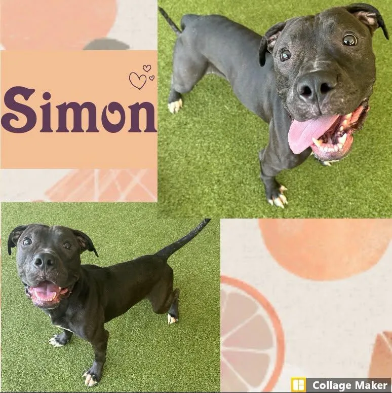 An adult medium-sized male Terrier dog named Simon for adoption in Clearfield, PA