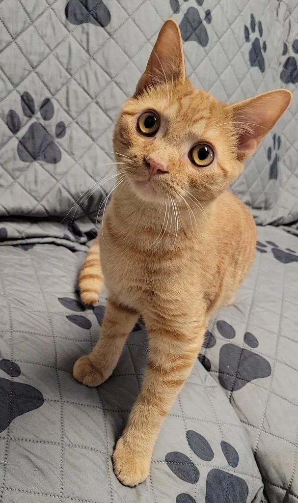 A baby medium-sized male Domestic Short Hair cat named Cheese for adoption in Sandusky, OH
