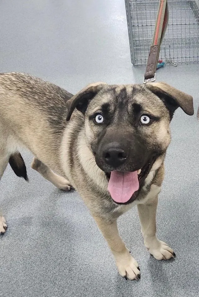 A young large-sized male Mixed Breed dog named Bart for adoption in Sapulpa, OK